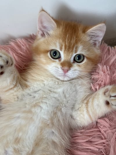 An orange and white kitten is lying on its back on a pink fluffy surface. The kitten has green eyes and is looking directly at the camera. The background is a light gray wall. There are no people or any indications of the city of Dagonovo, Bulgaria in the image.