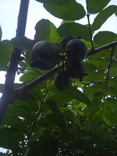 The image shows a cluster of guavas on a tree branch, with lush green leaves surrounding them. The guavas are dark green and appear to be ripe. The lighting suggests it is daytime, possibly late afternoon or early morning, given the soft shadows and diffused light. The background is a bright, overcast sky. The scene is devoid of any human presence or any signs of human activity. The setting is natural, with focus on the fruit-bearing tree. The image was taken in Meunasahblang, Indonesia.