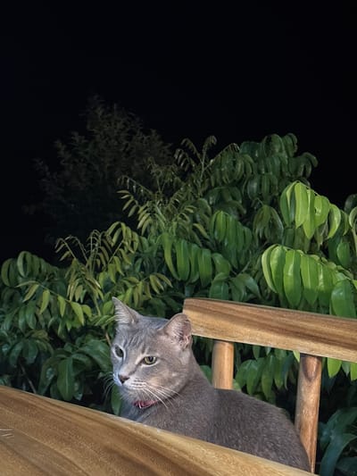 A gray cat with a red collar is peering down from a wooden structure, possibly a ladder or a fence. Lush green foliage partially obscures the background, contrasting with the dark, unlit area on the left side of the frame. The location is presumed to be Khlong Khian, Thailand, based on the prompt's specifications. No people are visible. The cat's action is looking down.