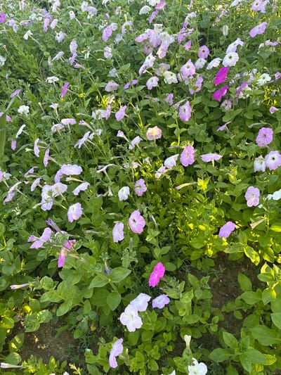 The image shows a dense field of blooming petunias in various shades of pink, purple, and white. The flowers are in full bloom, with some buds also visible. The plants are lush and green, with bright sunlight illuminating the scene. The ground beneath the flowers appears to be dry soil, with some patches of cracked earth visible. This scene is located in Filipeni, Moldova.