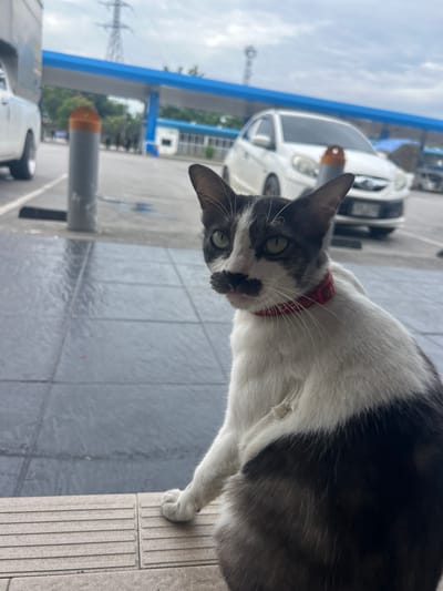 In Ban Nakuan, Thailand, a black and white cat with distinctive black markings around its mouth, resembling a mustache, sits on a gray tiled floor in front of a gas station. The cat wears a red collar. In the background, a white car is parked under a blue canopy, and a tall electrical tower is visible in the distance against an overcast sky. The scene is outdoor and appears to be a public area.
