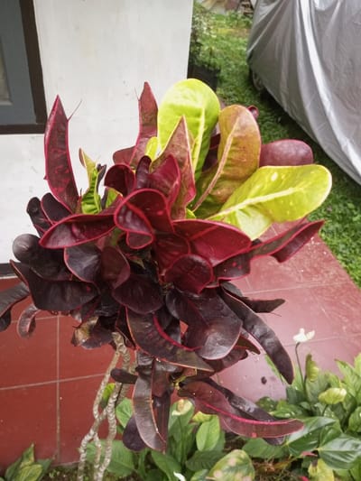 The image depicts an outdoor scene in Naya Andura, India, focusing on a large Croton plant (Codiaeum variegatum) in the foreground and center. The plant displays numerous broad, variegated leaves in shades of deep maroon, dark purple, vibrant green, and yellowish-green, with some leaves exhibiting reddish veins or yellowish spots. The gnarled, multi-stemmed base of the plant is visible. To the left, a plain, light-colored wall with a partial dark-colored window frame is present. The ground beneath the plant and extending to the right consists of reddish-brown rectangular tiles. Further right and below the main plant, smaller green leafy plants are visible, including one with a white, spathe-like flower. In the upper right background, green grass is evident, behind which a vehicle is completely covered by a wrinkled gray tarp. The scene is illuminated by natural daylight. No people are present.