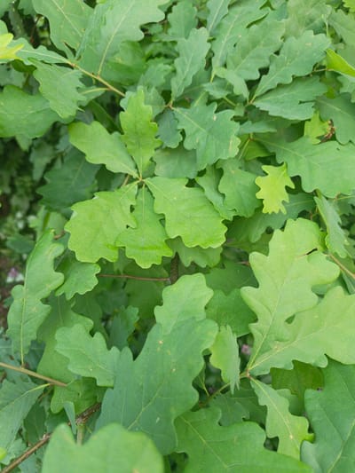 The image shows a close-up, overhead view of green oak leaves. The leaves are lobed with irregular edges and are densely packed together, obscuring any background details. There are no people or visible signs of human activity. The scene appears to be a natural environment, likely a tree or shrub. The specific location in Kalachevo, Russia, is not visually identifiable from the provided image.