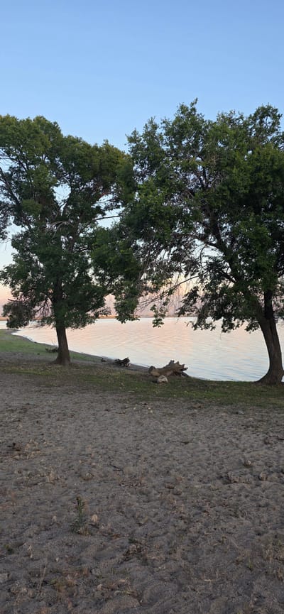The image depicts a serene natural landscape near the city of Issyk-Kul, Kyrgyzstan. Two mature trees with lush green foliage stand prominently in the foreground, their branches partially obscuring the view of the water beyond. The ground in the immediate foreground is sandy and dry, with sparse vegetation. The mid-ground features a shoreline with grass and several pieces of weathered driftwood. The water, likely Lake Issyk-Kul, is calm and reflects the soft hues of the sky, suggesting either sunrise or sunset. The sky is a clear, pale blue, transitioning to a faint pinkish-orange near the horizon, indicating the time of day. The overall scene is one of tranquility and natural beauty, with no people or man-made structures visible.