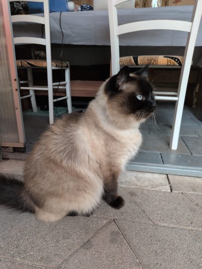 An adult, short-haired Siamese cat with blue eyes sits on a gray stone patio. The cat is facing right, with its body angled slightly away from the camera. Its fur is a mix of light brown and cream. In the background, two white chairs with patterned seats are visible, along with a gray tablecloth and what appears to be part of a table. The overall scene suggests an outdoor or semi-outdoor setting, possibly a patio or garden area. The location is not specified in the image or metadata.