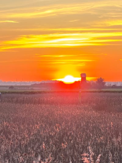 The image displays a flat, open landscape under an intense sunrise or sunset sky within the Broadland district, United Kingdom. The upper sky is vibrant yellow, transitioning to a deep orange and fiery red above the horizon. Horizontal cloud streaks are visible across the yellow portion of the sky. A brilliant, white-yellow sun orb is positioned slightly right of the frame's center, resting on the distant horizon and casting a strong reddish-orange glow directly beneath it.
Silhouetted against the bright horizon, a dark, tower-like structure, consistent with a traditional drainage windmill, stands to the right of the sun. To its immediate right, a cluster of dark, silhouetted trees is visible. Further to the left on the distant horizon, faint, dark structures resembling utility poles or buildings are discernible through a hazy atmospheric layer.
The foreground, comprising the lower two-thirds of the image, is dominated by an expansive field of tall, dry reed-like vegetation. The vegetation appears in various shades of muted brown, grey, and reddish-orange, with the sun's direct and reflected light creating a distinct red glow across the field, particularly in the upper half. Individual stalks and seed heads are visible, adding texture. On the far left edge of the frame, a partial view of a light-colored, circular object is present. A slender, vertical, pale yellow-green pole or marker is situated within the reed field, positioned below the distant windmill. No people or animals are visible in the scene.
