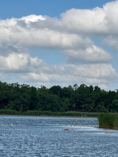 The image depicts a serene natural landscape with a body of water in the foreground and a dense forest bordering the opposite shore. The sky above is a vibrant blue, interspersed with large, fluffy white clouds. The water's surface is rippled, suggesting a gentle breeze. There are some reeds growing along the shoreline and a few scattered natural debris in the water. The forest appears lush and green, composed of deciduous trees. The scene is tranquil and untouched by human activity, indicative of a rural or natural setting. It is plausible this scene is located in Khlypnivka, Ukraine, given the typical natural beauty of the Ukrainian countryside.