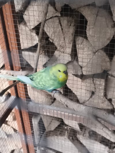 A light green and yellow budgerigar is perched on a horizontal branch inside a cage. The cage has a brown wooden frame on the left side and a wire mesh covering. The background consists of irregularly shaped, light-colored stones stacked behind the wire mesh. The budgerigar is facing towards the left of the frame, with its head slightly turned towards the viewer. Its feathers are visible in detail, with lighter green markings on its body and a yellow face. The branch it is perched on is rough and appears to be made of wood. The lighting is moderate, with no harsh shadows. The image appears to be taken from a medium distance, with the budgerigar in focus. There is no indication of the specific location within Eitorf, Germany, other than the presence of the bird in what appears to be an aviary or a large bird enclosure.