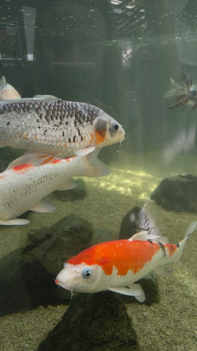 A close-up, underwater shot displays three koi fish in a pond. The largest koi, in the foreground, is primarily white with vibrant orange markings and black accents along its dorsal fin and tail. Its mouth is slightly open, and its eye is clearly visible. Behind it, a second koi, mostly white with red markings on its fins and back, swims horizontally. The third koi, positioned higher and further back, has a pattern of silver, black, and orange scales. The pond floor is covered with small gravel and rocks. The water is slightly murky, with reflections visible on the surface above. The image lacks any discernible urban or specific geographical features that would allow for its localization to Rain, Germany.
