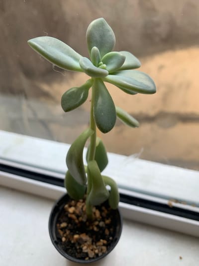 An etiolated succulent plant, exhibiting a light green to bluish-green coloration with fleshy, tear-drop shaped leaves, stands upright in a small, black plastic pot. The pot contains dark soil mixed with light brown granular material. The plant is positioned indoors on a white windowsill or ledge, with fine white fibers, likely dust or cobweb, visible on its leaves. Behind the plant, a window reveals a blurred outdoor environment characterized by muted orange and brown tones, suggesting an urban or residential exterior, possibly a building or wall, under diffuse daylight conditions. This scene is located within the city of Lauro De Freitas, Brazil. No individuals or active interactions are depicted.