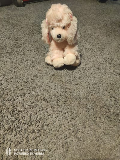 A plush, light pink toy poodle is sitting on a grey, shag carpet. The poodle has dark eyes, a black nose, and a pink ribbon tied around its head. The poodle is facing forward and its paws are together. In the background, parts of a red object and a black cylindrical object are visible, likely furniture or other household items. The scene appears to be indoors, possibly in a residential setting in Dmosin, Poland. The lighting is dim, casting some shadows on the carpet. A watermark at the bottom of the image reads "SHOT ON REDMAGIC 7 POWERED BY NUBIA".