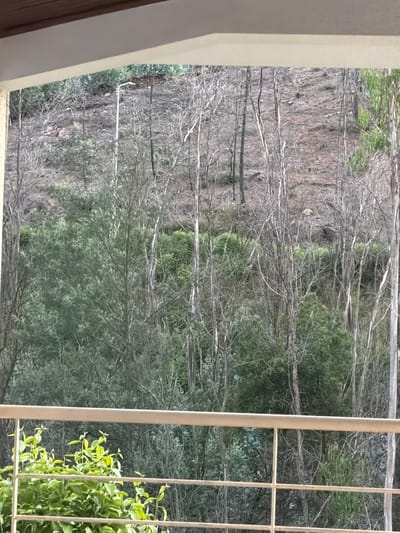 From a window, a view overlooks a forested landscape, likely in a hillside or mountainous region. The foliage appears to be a mix of deciduous trees with bare branches and some evergreen trees, suggesting it might be late autumn or early spring. The scene is framed by the window structure. Location is undetermined.