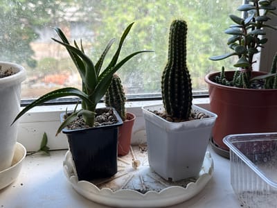 A collection of potted plants, including an aloe vera, two cacti, and a jade plant, are arranged on a windowsill. The window is slightly dirty, with a blurred outdoor scene visible through it. A white plastic tray with a scalloped edge sits beneath some of the pots, holding a few dried plant stems. A clear plastic container is also present on the windowsill, to the right of the jade plant. The scene appears to be an indoor setting, likely a domestic environment in Krasnovka, Russia, given the provided context. There are no people or animals visible in the image.