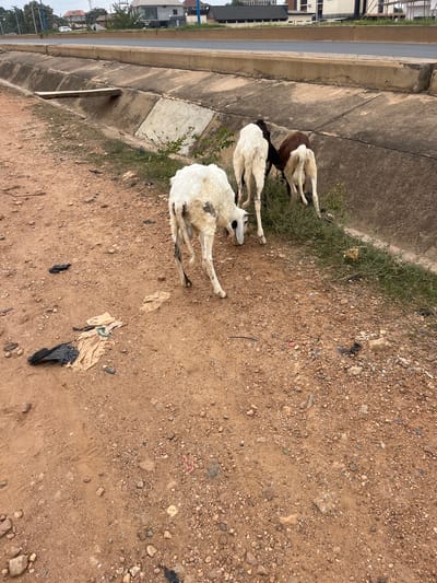 The image depicts a scene alongside a paved road in Offatedo, Nigeria. Three goats are visible near a concrete drainage ditch. One goat is brown and white, while the other two are primarily white with dark markings. They appear to be foraging in a small patch of grass growing adjacent to the concrete structure. The ground consists of reddish-brown soil with pebbles and debris, including scattered pieces of plastic. In the background are buildings, indicating an urban or semi-urban setting.