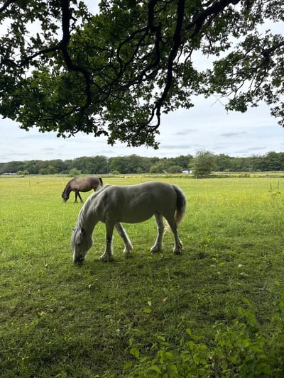 The image depicts a pastoral scene with two horses grazing in a lush green field dotted with yellow wildflowers. In the foreground, a light-colored horse is grazing, its head lowered. Behind it, a darker-colored horse is also grazing. The field is bordered by a dense line of trees in the background, and a cloudy sky looms overhead. Overhanging branches from a large tree in the foreground frame the top of the image, casting some shade. The overall impression is one of a peaceful, rural landscape.

The location is specified as Penn, United Kingdom.