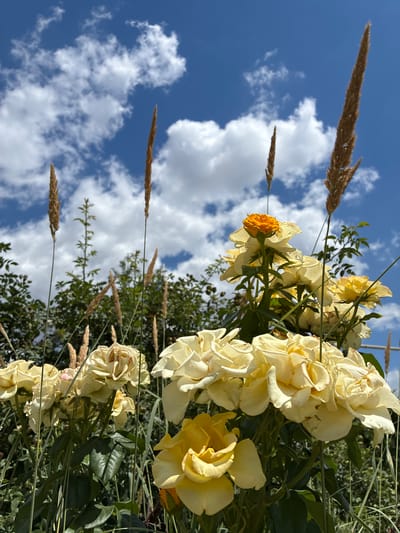 The image depicts a cluster of pale yellow roses with some wilting petals, set against a bright blue sky with scattered white clouds. Tall, dry stalks of grass are interspersed among the flowers, reaching upwards towards the sky. In the background, lush green foliage forms a dense backdrop, suggesting a garden or natural setting. The lighting indicates it is daytime, likely a sunny afternoon. The scene is devoid of any people or animals. The image is a photograph taken outdoors. The location is identified as the city of Zhirnov, Russia, though there are no specific landmarks visible to confirm this.