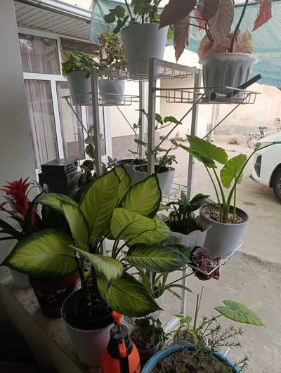 This image depicts an outdoor setting in Keŋ-Say, Kyrgyzstan, likely a patio or balcony area adorned with numerous potted plants. The plants are arranged on a white multi-tiered metal stand, with some also placed on a ledge below. Various species are visible, including large-leaved tropical plants with variegated green and yellow foliage, a red bromeliad, and smaller greenery. One plant towards the right has large, heart-shaped green leaves. In the background, a white car is partially visible, along with a bicycle and some indeterminate structures suggesting a residential or commercial area. A window with sheer purple curtains is also present. The lighting suggests it is daytime, possibly late afternoon, with diffused natural light. No people are visible in the image. The scene conveys a sense of domestic greenery and outdoor living space. There is no visible text in the image.