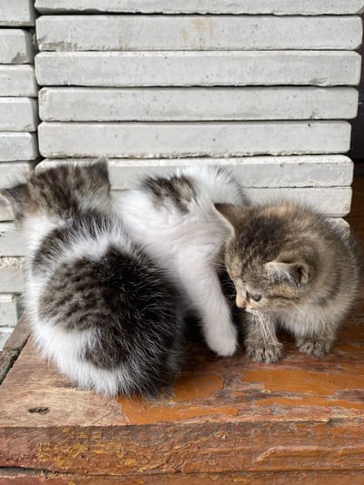 Three kittens are positioned on a weathered, reddish-brown wooden surface, possibly a table or bench. In the background, a stack of flat, rectangular, light-colored objects, likely concrete slabs or paving stones, forms a textured wall. The kittens exhibit a mix of grey, black, and white fur patterns. One kitten, primarily white with dark grey patches, is nestled in the center. To its left, a kitten with a dense grey and white mottled coat is curled up. To the right, a third kitten, with a tabby pattern of grey and brown, is looking downwards. The lighting suggests an outdoor environment, possibly in the city of Nadezhdino, Russia, with soft, diffused light.