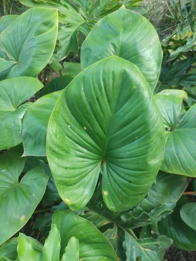 The scene, located in Rawa Burung, Indonesia, depicts a dense cluster of green foliage. A large, heart-shaped leaf with prominent parallel venation is centrally positioned in the foreground. Surrounding it are numerous other leaves of similar morphology, presenting various shades of green. Several leaves exhibit minor, irregularly shaped light brown spots and scattered fine white particulate matter on their surfaces. The leaves possess a smooth texture with localized reflections from natural light. The background consists of blurred, darker green vegetation, indicating an outdoor, natural environment.