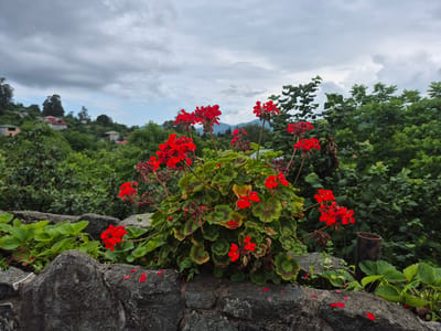 The photograph shows a vibrant cluster of red geraniums in the foreground, set against a backdrop of lush green foliage and a cloudy sky. The flowers are in full bloom, with their petals a striking contrast to the surrounding greenery. Behind the flowers, a hilly landscape is visible, dotted with houses and trees, suggesting a semi-rural or suburban setting. A stone wall runs along the bottom of the frame, partially covered by the geraniums and some strawberry plants. A metal pipe stands vertically to the right of the flowers. The overall atmosphere is serene and natural, with the cloudy sky hinting at the possibility of rain. The scene appears to be located in Charnali, Georgia, a place known for its natural beauty and picturesque landscapes.