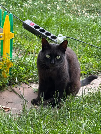 A black cat with green eyes sits in a patch of grass in a yard, with a colorful plastic fence and an electrical extension cord visible in the background. The scene appears to be outdoors, possibly a backyard or garden area. The cat is the central focus of the image.