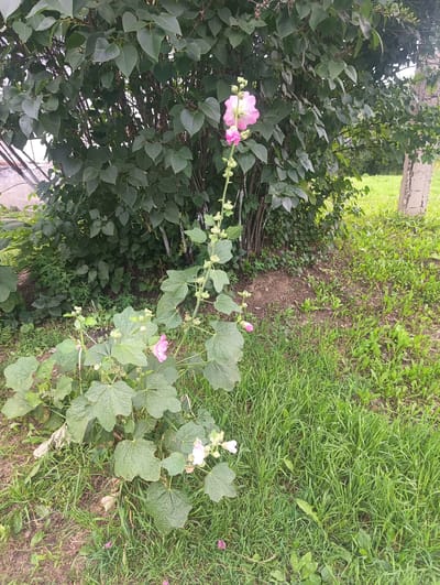 The image shows a mallow plant with pink flowers in front of a dense green bush. The ground is covered in green grass and some dry leaves. In the background, a concrete post is visible. The scene appears to be an outdoor garden or yard. The location is specified as Tayzhina, Russia.