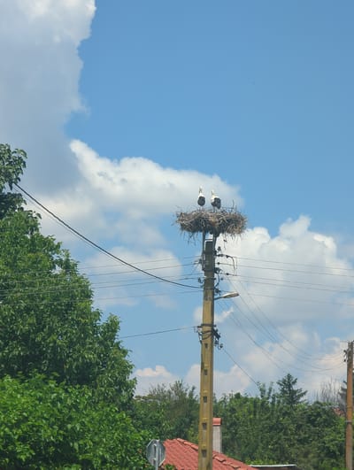 In Maslarevo, Bulgaria, two storks are perched atop a large nest constructed on a utility pole. The nest is made of branches and twigs, and it is positioned high above the ground. The storks are facing in different directions, and they appear to be resting or observing their surroundings. The utility pole is made of concrete and is supported by wires that run across the frame. In the background, there are green trees and a bright blue sky with white clouds. A residential building with a red-tiled roof is partially visible in the lower portion of the image. The scene suggests a rural or semi-rural setting, likely a residential area where storks have chosen to build their nests on man-made structures.