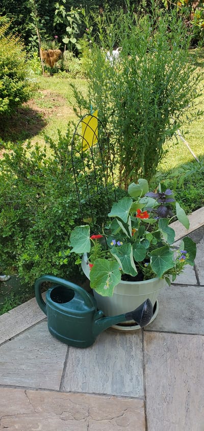 This image depicts a garden scene in Nea Santa, Greece. The primary subjects are various plants, including a tall, bushy green plant with thin leaves, a pot filled with nasturtiums displaying orange and red flowers with large, round leaves, and a smaller, dense green shrub. A black wire plant support with a yellow sticky trap is positioned next to the tall plant. A light-colored planter pot, leaning slightly, contains the nasturtiums. A dark green watering can with a black spout rests on a stone patio beside the planter. The setting appears to be outdoors, with a grassy area visible behind the plants and the stone patio. The lighting suggests it is daytime, with sunlight casting shadows. There is no visible text in the image. The scene conveys a sense of gardening and plant care.