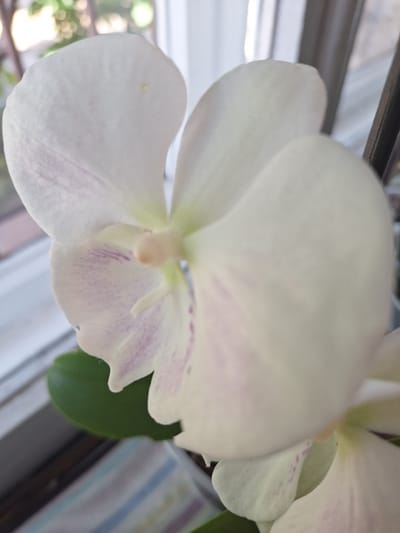 A close-up, slightly blurred photograph shows a white orchid flower with faint purple veining. The flower is in focus in the foreground, with its petals filling most of the frame. Behind the orchid, a green leaf is visible, and further back, out of focus, are elements of an indoor environment including a window with vertical blinds and some greenery that appears to be outside. The lighting suggests it is daytime. There is no indication of the specific location in Novoukrainka, Ukraine.