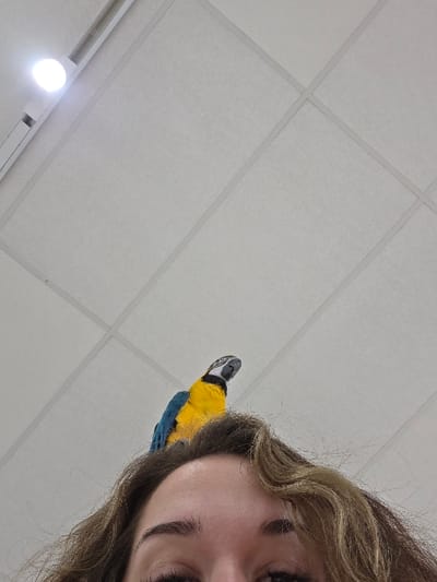 The image depicts an indoor scene in Eeklo, Belgium. A Blue-and-yellow Macaw is perched on the crown of a person's head. The parrot's plumage is predominantly yellow on the chest and abdomen, and blue on the back and wings. Its head is slightly turned towards the upper right of the frame, with its dark beak visible. The person's upper forehead, eyebrows, and eyes are visible, framed by light brown, wavy hair, and the eyes are directed towards the viewer. The background consists of a white suspended ceiling with a visible grid pattern of acoustic tiles. A bright, circular white light fixture is present in the upper left quadrant of the ceiling, adjacent to a linear track fixture.