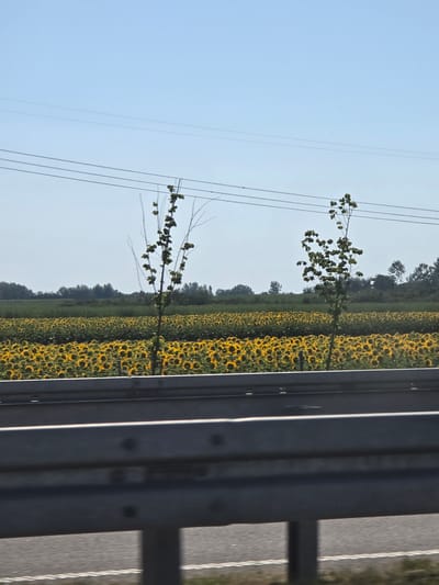 The image is a landscape photograph taken in Hrtkovci, Serbia, depicting a vast field of sunflowers stretching towards a line of trees under a clear blue sky. The perspective is from a roadside, with a metal guardrail prominently featured in the foreground, partially obscuring the view of the road and the sunflower field. Two thin trees with sparse leaves stand in the middle ground, between the road and the sunflowers, with power lines crisscrossing above them. The sunflowers are in full bloom, their yellow petals creating a vibrant tapestry. The sun appears to be setting or rising, casting a warm glow on the field. The overall mood is serene and picturesque, capturing the beauty of a rural landscape. There is no visible text in the image.