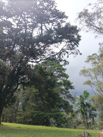 A verdant scene unfolds, dominated by lush green trees under a cloudy sky. The foreground features a well-maintained grassy area. Towering trees, possibly conifers and broadleaves, fill the majority of the frame. A few palm trees add tropical contrast. The cloudy, overcast sky casts a soft, diffused light over the landscape, enhancing the natural hues of the greenery.