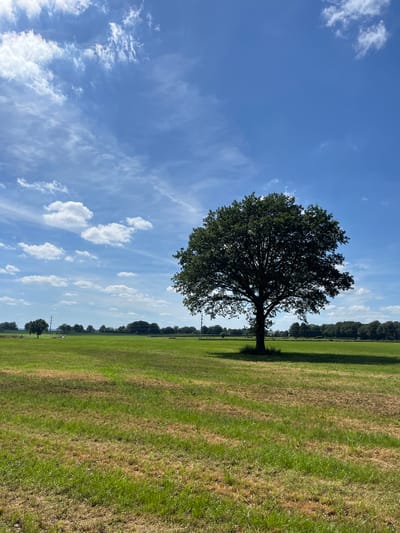 This image depicts a wide, grassy field under a bright blue sky with scattered white clouds. A large, mature tree with a full, green canopy stands prominently in the mid-ground, casting a shadow on the ground. The grass in the field varies in color, with patches of green and brown, suggesting it may be a meadow or pasture. In the background, a line of trees forms a distant horizon, and faint structures or power lines can be seen. The scene appears to be rural, likely in a natural or agricultural setting. The location is specified as Amel, Belgium.