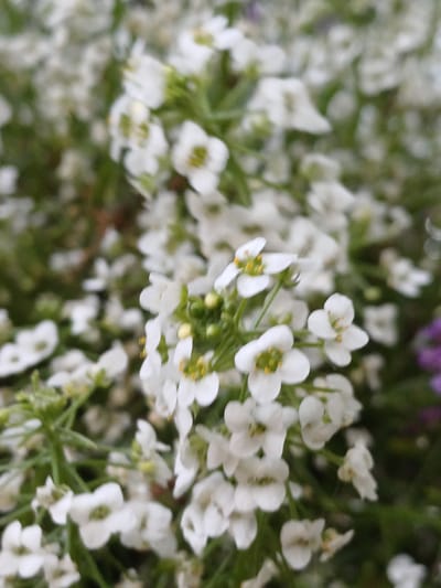 The image is a close-up, shallow-depth-of-field photograph of a cluster of small white flowers with green centers. The flowers are densely packed, creating a soft, almost hazy effect. Some of the flowers are in sharp focus, revealing their delicate, four-petaled structure and yellow-green stamens. Other flowers are blurred, blending into a soft background of green foliage and hints of purple in the upper right corner. The focus is entirely on the flowers, suggesting an appreciation for their intricate details and delicate beauty. The lighting appears to be natural, possibly from a bright but overcast day, as there are no harsh shadows. The overall impression is one of a lush, natural setting, likely a garden or meadow, given the abundance of flowers. There are no people or man-made objects visible in the frame, emphasizing the natural subject matter. The context of Vārzas, Latvia, suggests a possible springtime or summer blooming period for these flowers. No text is visible in the image.