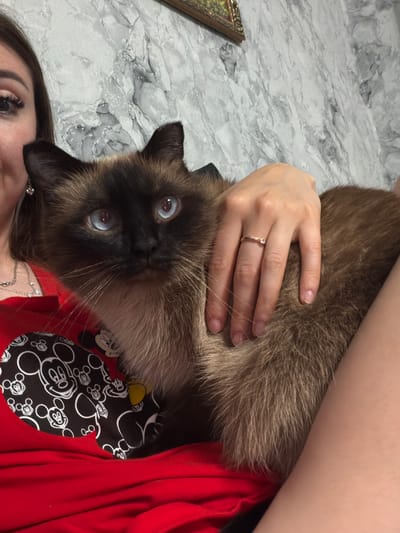In a close-up, top-down perspective, a person holds a Siamese cat on their lap. The person's hand, adorned with a delicate rose gold ring featuring a small diamond, rests on the cat's fur. The cat, with striking blue eyes and a dark facial mask, looks directly at the camera. The person is wearing a red top with a black and white Mickey Mouse pattern. The background appears to be a marble-patterned surface. The lighting suggests an indoor setting. The scene evokes a sense of comfort and affection between the person and their pet. The image was captured in Старые Туймазы, Russia.