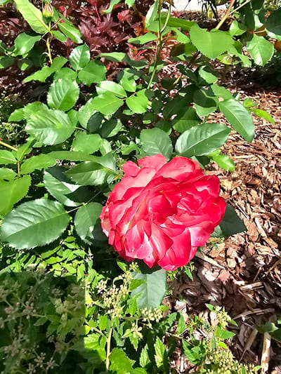 In the garden of Березка Снт (красногорский Р-н), Russia, a vibrant pink and white rose blooms prominently in the center of the frame. The rose is surrounded by lush green foliage, some of which appears to be rose leaves with serrated edges, and other smaller plants with delicate clusters of tiny buds or flowers. In the background, dark red foliage is visible, and the ground is covered with brown mulch. Sunlight illuminates the scene, casting shadows and highlighting the textures of the plants and mulch. The overall impression is one of a well-maintained garden in bloom.