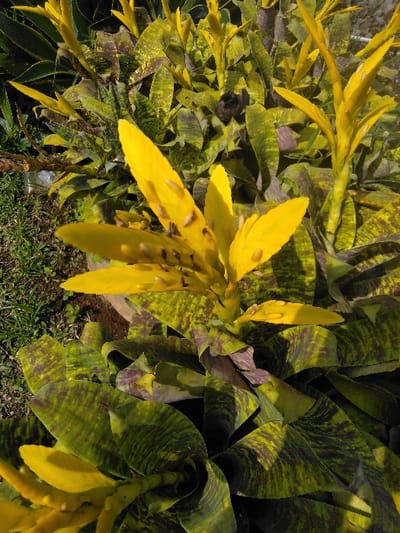 The image depicts an outdoor botanical scene in České Žleby, Czechia, focusing on a robust, flowering plant, consistent with a Bromeliad species. The central subject displays a prominent, erect inflorescence comprising numerous overlapping, bright yellow, lanceolate bracts. Scattered across these yellow bracts are approximately a dozen small, light-brown arthropods, consistent with insects, measuring between 3mm and 5mm in length, appearing to be stationary. The plant's basal foliage consists of broad, recurved leaves exhibiting a distinct variegated pattern of dark green and irregular dark brown or purple horizontal stripes. In the background, additional similar plants with yellow inflorescences and patterned leaves are visible, suggesting a dense planting arrangement. The immediate ground cover visible in the lower left consists of sparse green grass and dark soil. The scene is illuminated by strong, directional sunlight, indicating an outdoor daytime setting.