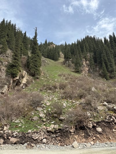 The image depicts a serene, natural mountain landscape, oriented vertically with the sky at the top and the ground at the bottom. The scene is dominated by dense, dark green coniferous forests that cover steep slopes, suggesting a mountainous or hilly environment.
In the upper and mid-portions of the image, the coniferous trees form a thick, undulating treeline against a pale blue sky dotted with scattered white clouds. A prominent clearing or less densely forested area is visible towards the center-left, covered in vibrant green grass. Below the treeline, the terrain becomes rockier and more rugged, featuring exposed rock formations and areas of dry, bare bushes and shrubs, intermingled with patches of new green growth. This mix of vegetation suggests either early spring, when new growth is emerging, or a high-altitude environment where vegetation patterns are diverse.
The foreground on the right side reveals a dirt or gravel road or path, bordered by a steep embankment of loose rocks, soil, and more bare bushes. The ground here is uneven and rough, with dark soil visible between rocks and sparse vegetation. No human or animal activity is visible, and the scene appears undisturbed.
The time of day is daytime, with natural light illuminating the landscape. The weather is partly cloudy. The overall impression is one of natural beauty and rugged wilderness. No discernible text is visible in the image. Given the location context, this scene is characteristic of the mountainous regions around Grigor'yevka, Kyrgyzstan.