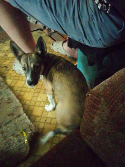 A medium-sized dog with brown and white markings is lying on a yellow tiled floor. The dog is looking towards the camera with its head tilted. The floor has a diamond pattern. To the left of the dog, a tan-colored rug is visible. To the right of the dog, a reddish-brown upholstered piece of furniture is partially visible. In the background, a person's legs are visible, clad in blue jeans. A white shoe is also visible near the person's feet. The overall lighting suggests an indoor environment. The specific location in the city of Alekseevka, Russia, cannot be determined from the image alone.