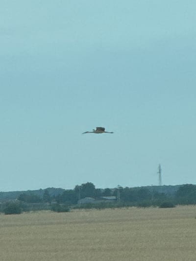 The image shows a clear sky with a single, small object suspended in the air. The object appears to be a kite or a drone, brown in color, with outstretched arms or wings. To the right of the sky, a blurred landscape is visible, featuring a dark, textured vertical element that could be a building or a cliff, bordering a field of a lighter, sandy color. The lighting suggests it could be daytime. There is a faint, horizontal line-like structure in the upper right corner of the sky, possibly a distant antenna or power line. No people or text are clearly discernible. The scene is likely outdoors in an open area given the sky and landscape elements.