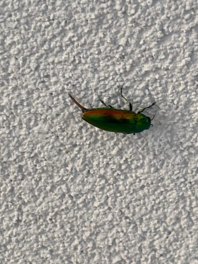 A close-up, high-angle shot shows a metallic green beetle with reddish-orange markings on its back, clinging to a rough, textured, white surface. The beetle is oriented vertically, with its head pointing upwards towards the top left of the frame. Its body is elongated and somewhat flattened, with visible legs on its sides. The iridescent colors of the beetle, particularly the vibrant green and orange, stand out against the neutral background. The surface appears to be a wall or a similar exterior surface, characterized by its bumpy, granular texture. The lighting suggests it might be daytime, with shadows subtly defining the texture of the wall and the form of the beetle. No text is visible in the image. The scene is simple and focused solely on the insect and the textured surface it is on. Given the location context of Vicenza, Italy, this could be a common insect found in that region, possibly on an outdoor wall of a building.