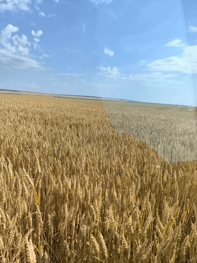 A wide-angle, eye-level shot shows a vast wheat field under a clear blue sky with scattered clouds. The wheat is golden yellow, indicating ripeness, and stretches as far as the eye can see. The field is divided, with a darker, more golden section on the left and a lighter, slightly paler section on the right, suggesting varying stages of ripeness or harvesting. In the distance, a faint horizon line suggests flat terrain. The image appears to be taken from a moving vehicle, possibly a combine harvester, as evidenced by reflections on a glass surface in the upper right corner and faint streaks across the sky, consistent with a window. No people or animals are visible. The scene is located in the vicinity of Inovo, Bulgaria.