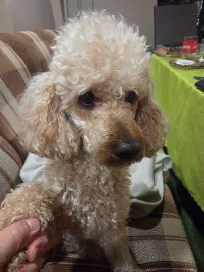 A light brown poodle is sitting on a couch. The dog has curly fur and is looking to the right. In the background, there is a table with a green tablecloth, some food, and drinks. A hand is holding the dog's paw. The image appears to be taken indoors, likely in a home. There is no information in the image to indicate the location in the city of Sadovo, Bulgaria.