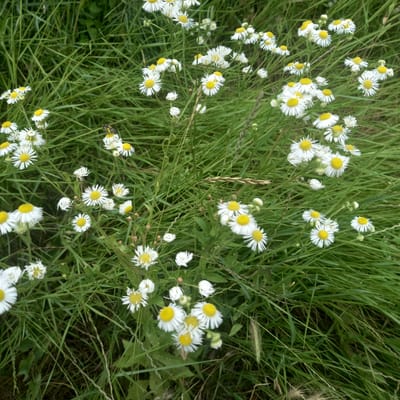 In Cepeleuți, Moldova, a close-up, eye-level shot captures a patch of wild daisies blooming amidst lush green grass. The daisies, with their characteristic white petals radiating around yellow centers, are scattered throughout the frame, some in full bloom and others in various stages of development. A solitary bee, its body striped with yellow and black, is perched on one of the daisy blossoms, its focus seemingly on collecting nectar. The surrounding grass is tall and slightly overgrown, creating a natural, untamed environment. The overall impression is one of a serene, natural scene, untouched and vibrant.