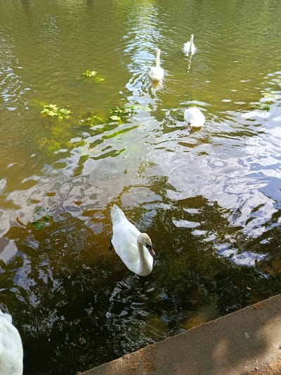 The image depicts a tranquil scene of swans swimming in a calm, greenish-brown body of water. Four swans are visible. One swan in the foreground is partially submerged, with its head dipped into the water as if feeding. Another swan is positioned to its left, its back and tail feathers visible above the waterline. Further out in the water, two more swans are swimming, one with its head raised and looking towards the viewer, and the other facing away. The water's surface is rippled, reflecting the dappled sunlight and the green foliage of trees that line the bank, hinting at an outdoor setting. Scattered green aquatic plants float on the surface. The overall impression is one of peaceful natural beauty. The lighting suggests it is daytime, likely sunny. The presence of swans in a body of water is a common sight in parks and natural reserves. No text is visible in the image.