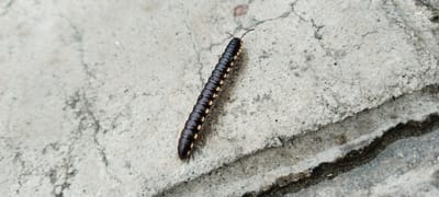 A dark brown millipede with distinct yellow markings on its segmented body crawls diagonally across a rough, light-colored concrete surface. The millipede is oriented with its head towards the upper left of the frame, and its many legs are visible along its length, gripping the concrete. The concrete appears weathered and cracked in places, with some darker, gritty areas and a visible seam or edge running diagonally from the lower right corner. The lighting suggests an outdoor environment, possibly a sidewalk or pathway. No people or other animals are present in the image. The location is identified as Siron, Indonesia.
