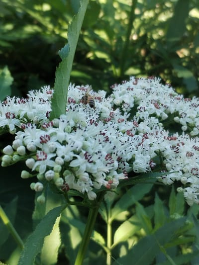 This is a close-up, vertical shot of a cluster of white elderflowers with a bee on them, set against a blurred green background of foliage. The elderflowers are small and delicate, with white petals and dark red stamens. Some of the flowers are fully open, while others are still in bud. The bee, with its striped abdomen, is positioned on one of the flowers, appearing to be collecting pollen or nectar.

The lighting suggests it is daytime, with sunlight dappling through the leaves, creating areas of light and shadow. The scene is natural and appears to be outdoors, likely in a garden or wild area. The overall mood is peaceful and evokes a sense of nature's bounty and activity. No text is visible in the image. The location context of Dumbrăveni, Romania, places this scene in a region known for its natural beauty and flora.