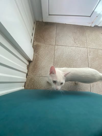 An all-white cat with green eyes is standing on a tiled floor, looking down and slightly to the left. The cat's body extends towards the right of the frame. In the foreground, a teal-colored surface occupies the bottom half of the image. To the left, a white, ribbed wall runs vertically. The background shows a tiled floor and a sliver of a white ceiling or window frame. The scene appears to be indoors. There are no people or vehicles visible in the image. The location of Dyurtyuli, Russia is not discernible from the image.