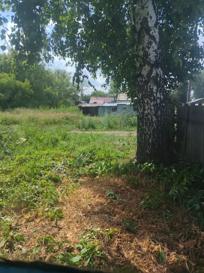 In an outdoor scene in the city of Pervomaisky, Russia, a large birch tree stands prominently on the right side of the frame. The tree's bark is distinctly white with dark, irregular markings. Lush green foliage surrounds the base of the tree, and further into the background, an area of overgrown grass and vegetation stretches across the landscape. Several small buildings with metal roofs are visible in the middle ground, suggesting a residential or utility area. A wooden fence runs along the right edge of the image. The sky above is partly cloudy with patches of blue. The foreground consists of dry, brown grass and scattered green plants.