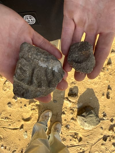 The image shows two hands holding stones. The hand on the left is holding a stone with a visible fossil, possibly of a coral. The hand on the right is holding a larger, irregularly shaped stone with faint markings. The stones are grey and appear to be coarse-grained. In the background is sandy ground littered with small rocks. A portion of a person's legs and tan-colored shoes are visible on the right. A black bag or garment with a circular logo is visible on the left. No evidence indicates the location to be Petrakovo, Russia.